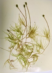 Potamogeton confervoides
