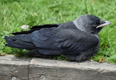 Corvus monedula