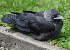 Corvus monedula