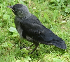 Corvus monedula