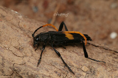 Embrikstrandia bimaculata