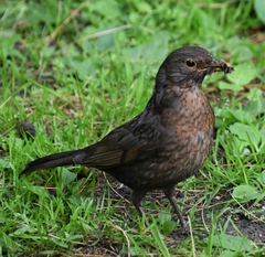 Turdus merula