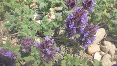 Dracocephalum pinnatum