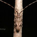Uraecha angusta - Photo (c) 虫虫,  זכויות יוצרים חלקיות (CC BY-NC), הועלה על ידי 虫虫
