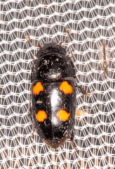 Glischrochilus obtusus