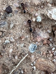 Trichomyrmex