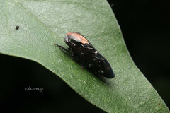 Drabescus