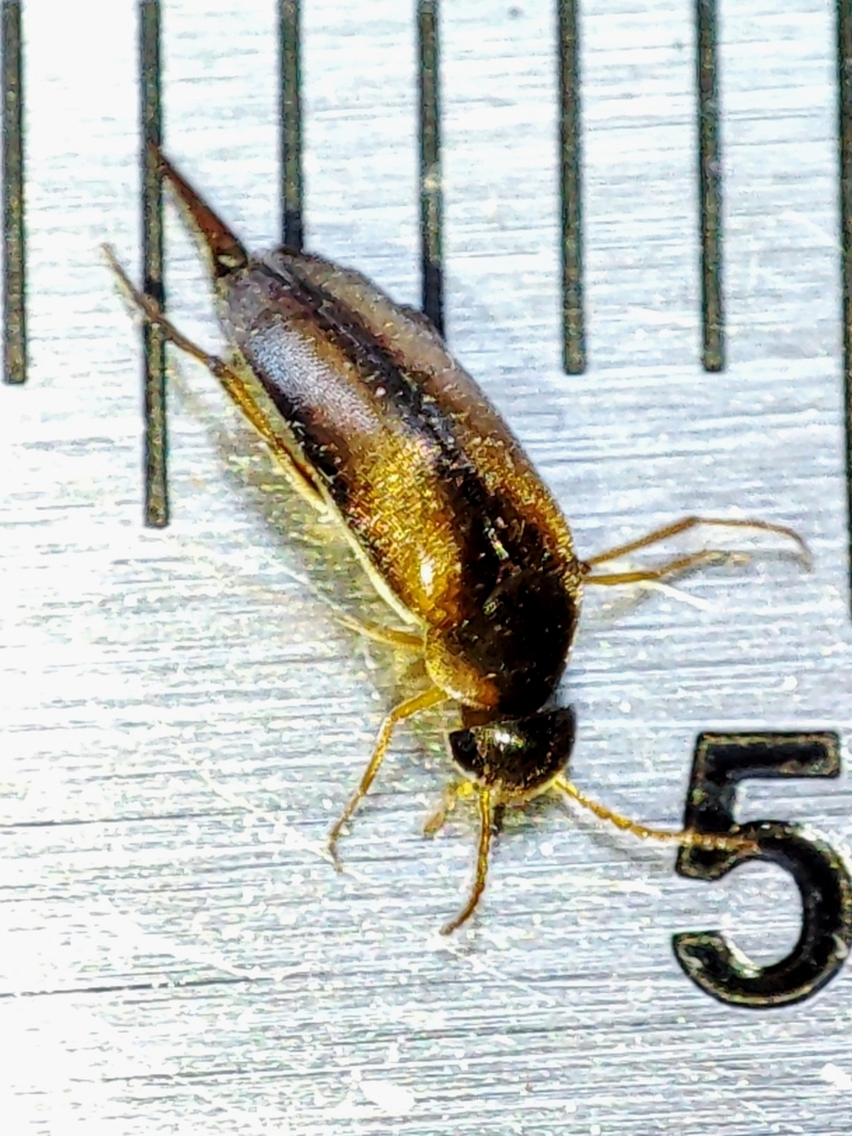 Mordellistena variegata