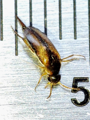 Mordellistena variegata