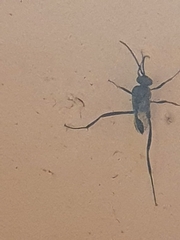 Evania appendigaster