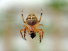 Araneus diadematus