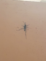 Evania appendigaster