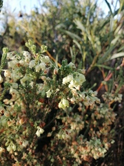 Erica spectabilis