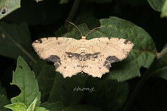 Microcalicha melanosticta