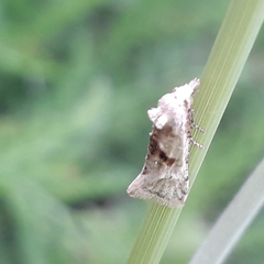 Cochylimorpha straminea
