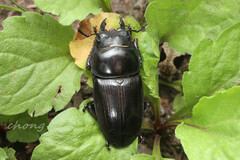 Dorcus hopei hopei