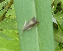 Grapholita angleseana