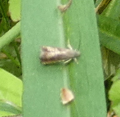 Grapholita angleseana