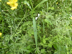 Grapholita angleseana