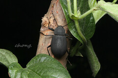 Plesiophthalmus davidis