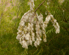 Salix humboldtiana