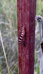 Exyra semicrocea