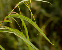 Salix humboldtiana