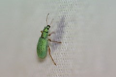 Polydrusus impressifrons