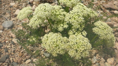 Ferulopsis hystrix
