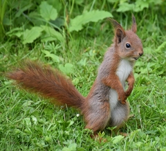 Sciurus vulgaris