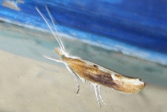 Ypsolopha falcella