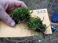 Macrodiplophyllum rubrum