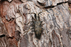 Acalolepta permutans