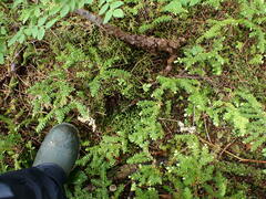 Macrodiplophyllum rubrum