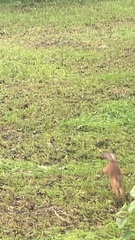 Sciurus vulgaris