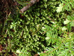 Macrodiplophyllum rubrum