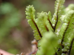Macrodiplophyllum rubrum