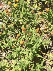 Heterotheca oregona