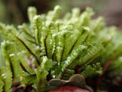 Macrodiplophyllum rubrum