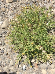 Heterotheca oregona