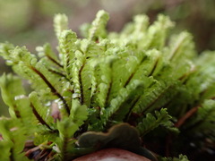 Macrodiplophyllum rubrum