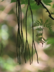 Phlegmariurus fargesii