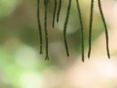 Phlegmariurus fargesii