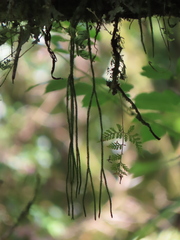 Phlegmariurus fargesii