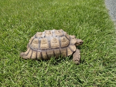 Centrochelys sulcata