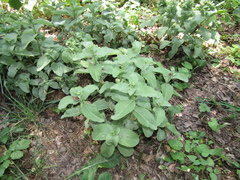 Hylotelephium maximum maximum