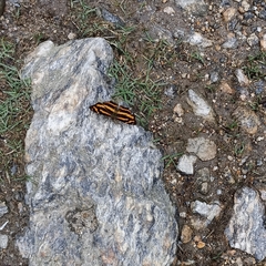 Symbrenthia niphanda