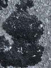 Lecanoromycetes