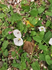 Convolvulus arvensis