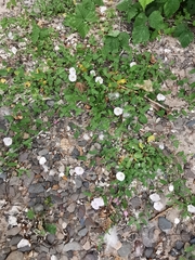 Convolvulus arvensis